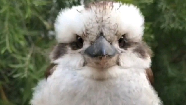 小哥哥给歇脚的鸟送花，谁知鸟儿天天上门