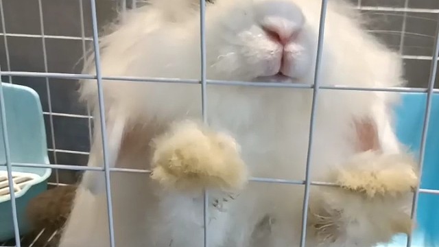 小兔子被锁在笼子里