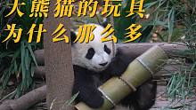 大熊猫的玩具为什么那么多？