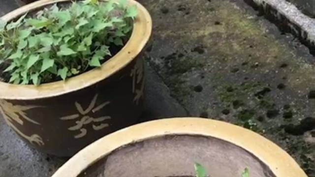 秀一秀溜鸟技能