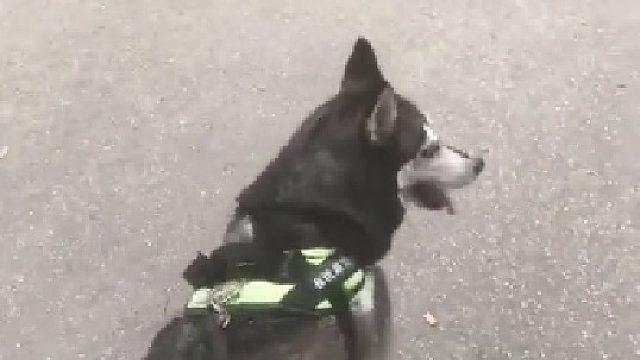 这路可能就是他罩的