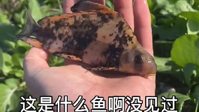 好久没去老鱼塘捞鱼了，今天的收获还不错