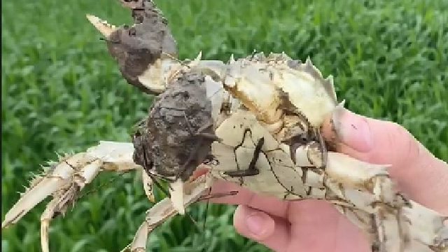 准备给鱼塘里养点螃蟹，这么大的寄居蟹有人认识吗