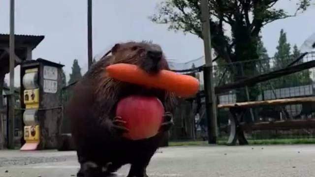 宿舍里的海狸：帮忙打个饭呗！