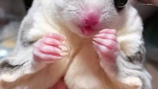 新盘的宠物，有同样喜欢的吗