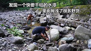 溪流干旱，意外发现快干枯的水潭，不料翻开石头里面简直就是鱼窝