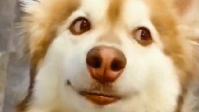 艾特出最像它的人，哈哈哈，成精了