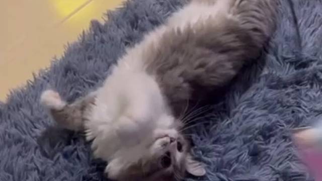 心情不好的时候好在有你这个小家伙