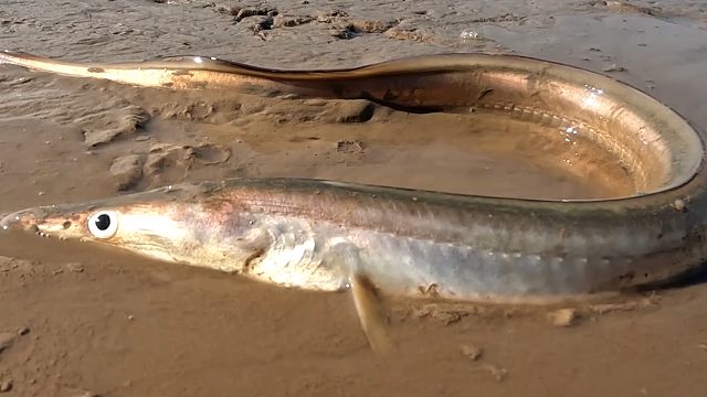 大退潮赶海，一米大鳗鱼搁浅滩涂上，拳头大青蛾黑的发亮