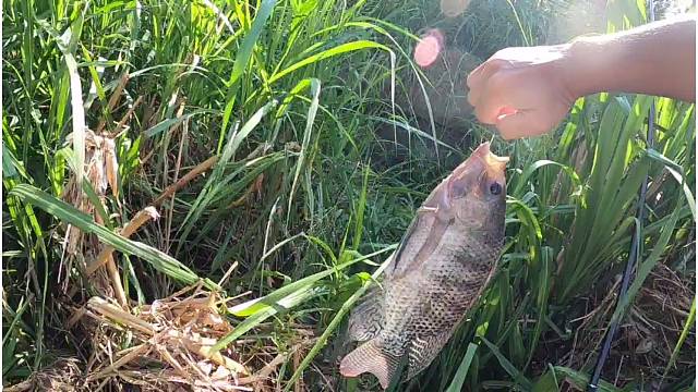 野釣中斤非精彩過程