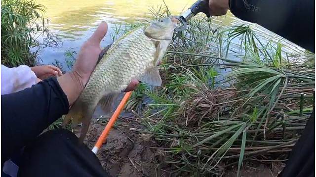 野钓斤鲫精彩过程
