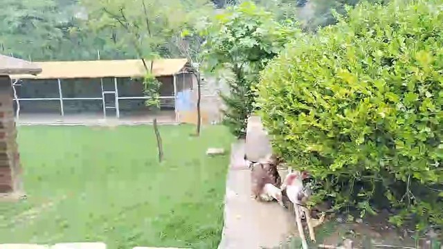 红烧还是清蒸！