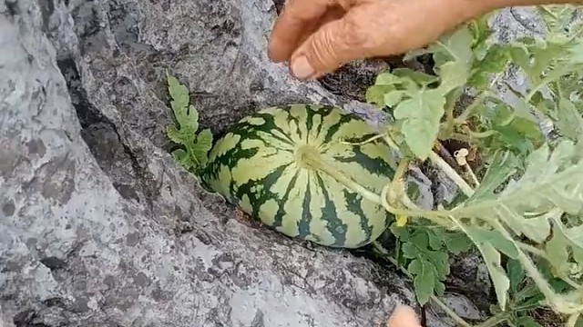 这难道是传说中的石头里面蹦西瓜？