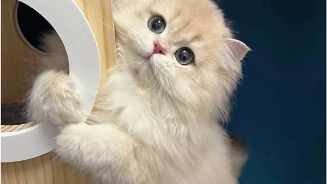 好喜欢小猫！！！！！