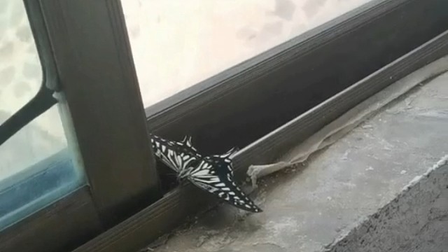 下次不要往室内飞了，多热呀。还出不去。