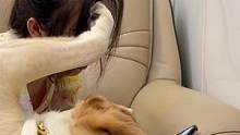 狗子的迷惑行為……#動物圖鑒