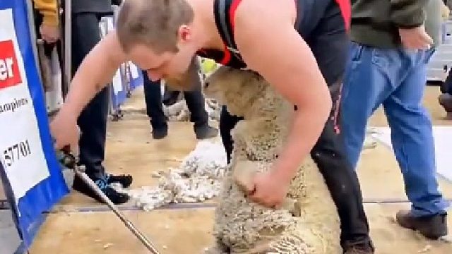 羊：师傅，稍微修修