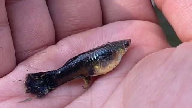 臭水沟里发现稀奇古怪的鱼