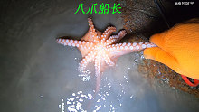 阿平赶海抓获了一条墨鱼，还遇到了石头蟹在捕捉大海螺