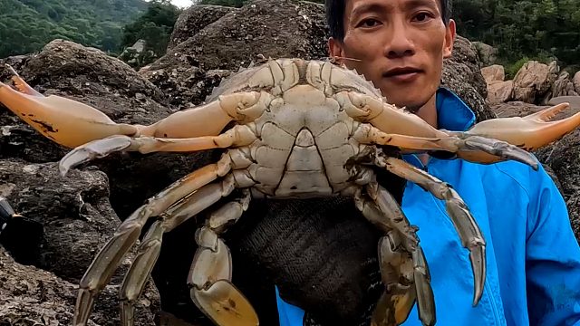 两斤螃蟹有多大，大钳手腕粗伸张开来半米长，小饿今天连续抓5只