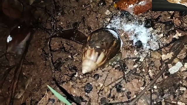 用盐撒非洲大蜗牛，会怎么样？