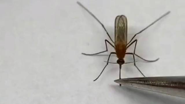 蚊子遇上了修表匠，当场被没收“作案工具”。