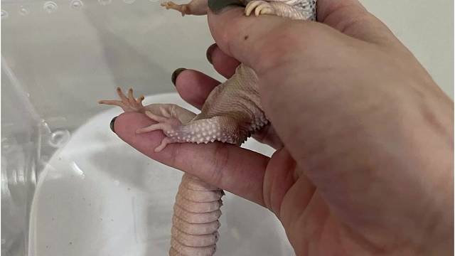 这小家伙是什么？