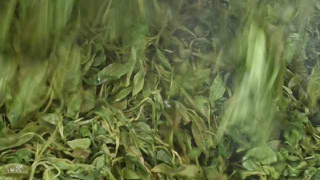 普洱茶工艺之高温杀青