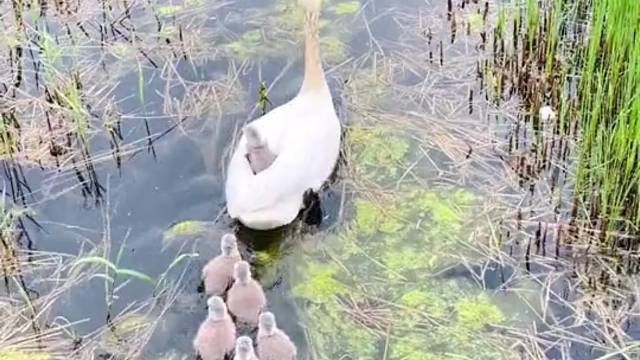 有没有可能背上那只不会游泳