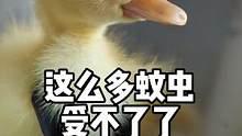 鴨舍里蚊蟲多小黃好苦惱！姐姐想到了好辦法，這些蚊蟲就交給蜘蛛來(lái)解決吧！#星河知識(shí)計(jì)劃 #智慧生活星 
