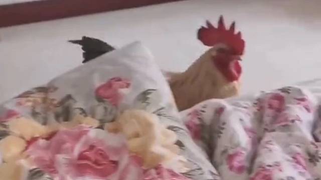 这个闹钟准食吗[刀]