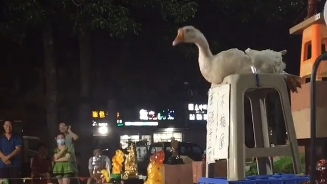 我就说这鹅的业务能力太强了