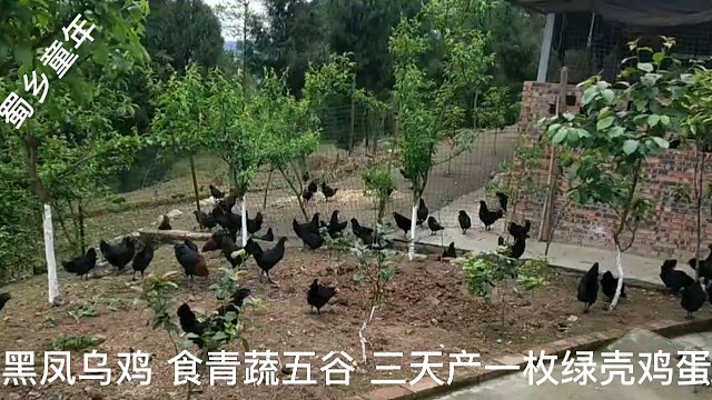 离百年农场还有93年。黑风乌鸡绿壳土鸡蛋，食青蔬食五谷。三天产一枚，胆固醇更低，营养更均衡。生态散养