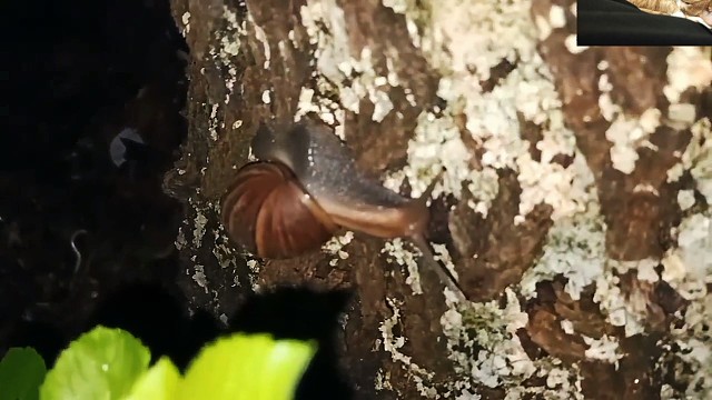 【讨伐非洲大蜗牛】第二期：盐，是蜗牛的一生之敌