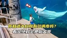 你知道大白鲸有多调皮么？趁小朋友不注意，偷偷在背后吓唬小朋友