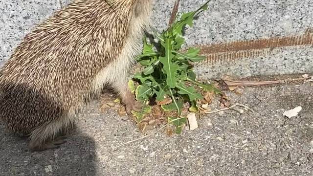 近距离拍摄小区中流浪的刺猬