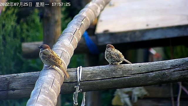 毛绒绒的小麻雀和黑化伯劳~