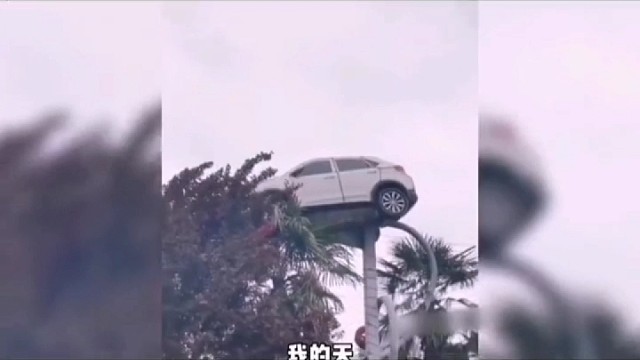 对不起我汽车开树上↑了