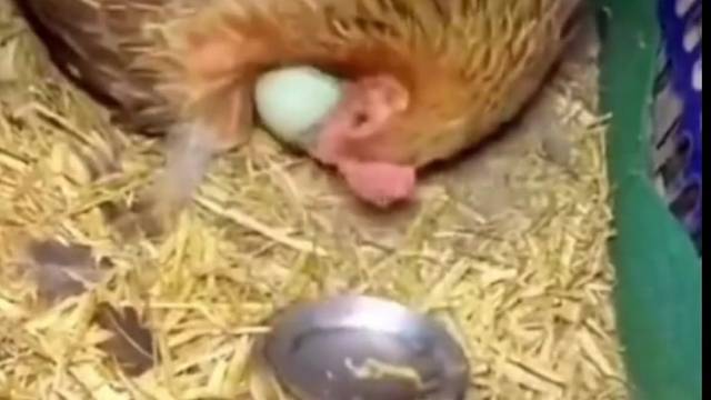 拿个鸡蛋好难，谁有好办法？