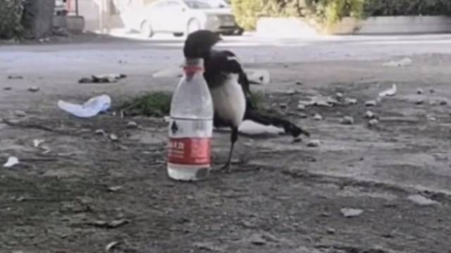 现实版乌鸦喝水是这样！