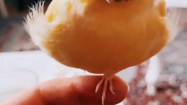 一个留着西瓜头的小鸟