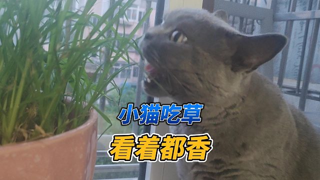我家小猫爱吃草，看着都香，吃完一会就吐了