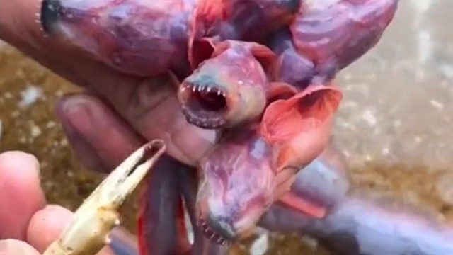 这是什么动物？有认识的吗？太恐怖了。