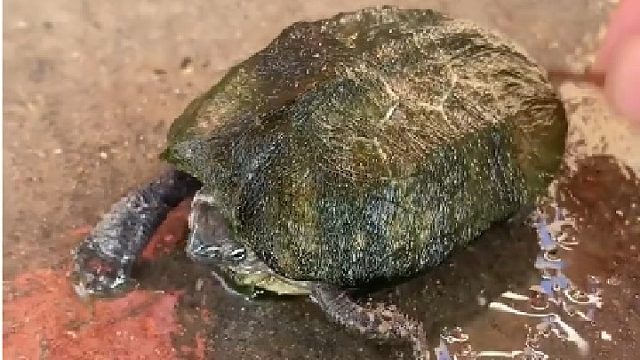 这福寿螺有腿还会扭屁股