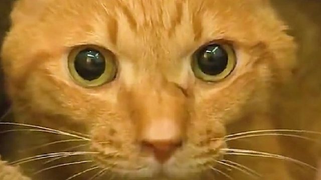 被主人抛弃的小猫咪换上抑郁症，不吃不喝，暴瘦了好多！