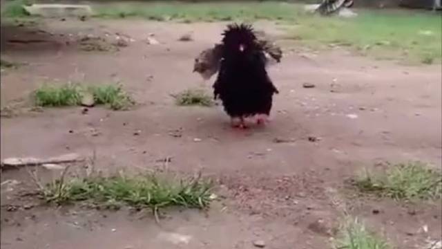 这鸟怎么狗里狗气的[偷笑]