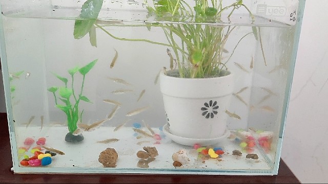 公园抓鱼自己养