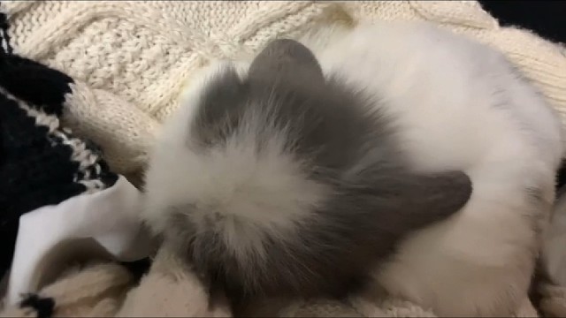 虽然越来越胖，但盼盼依旧可爱