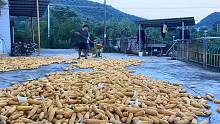 湖南农村玉米脱粒，两小时搞定2000多斤，用机器就是快
