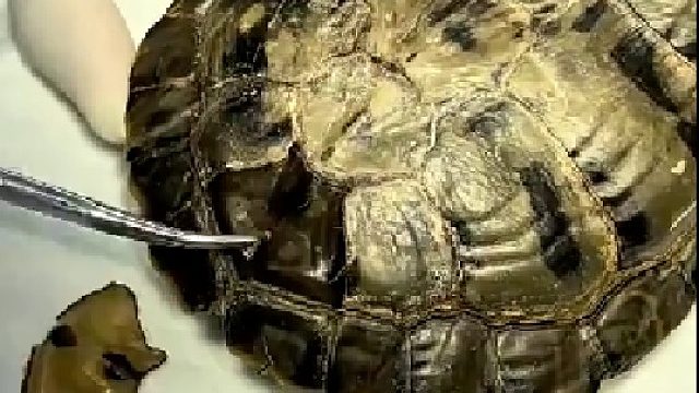 乌龟：师傅！简单修一下就好了。